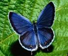 Голубая бабочка с крыльями настежь